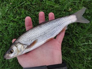 Strømskalle (Leuciscus leuciscus) strømskallefiskeri, vestjylland, regnorm, å