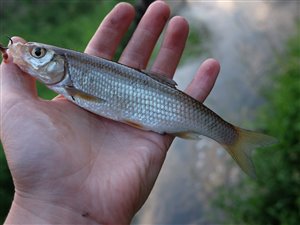 Strømskalle (Leuciscus leuciscus)  - Fanget d. 11. juli 2021.  strømskallefiskeri, vestjylland, regnorm, å