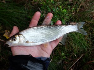 Strømskalle (Leuciscus leuciscus) - Fanget d. 18. september 2022. strømskallefiskeri, vestjylland, regnorm, å