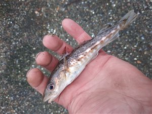 Torsk (Gadus morhua) - Fanget d. 7. januar 2022. torskefiskeri, blink, pilk, ophænger, blæksprutteforfang, nytårstorsk