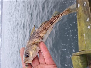 Torsk (Gadus morhua) - Fanget d. 4. december 2023. torskefiskeri, blink, pilk, ophænger, blæksprutteforfang, nytårstorsk