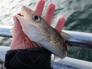 Torsk (Gadus morhua) - Fanget d. 15. oktober 2023. torskefiskeri, blink, pilk, ophænger, blæksprutteforfang, nytårstorsk