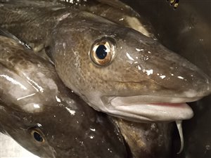 Torsk (Gadus morhua) - Fanget d. 9. maj 2022. torskefiskeri, blink, pilk, ophænger, blæksprutteforfang, nytårstorsk