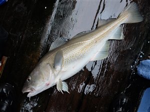 Torsk (Gadus morhua) - Fanget d. 30. marts 2024. torskefiskeri, blink, pilk, ophænger, blæksprutteforfang, nytårstorsk