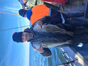 Torsk (Gadus morhua) - Fanget d. 3. april 2023. torskefiskeri, blink, pilk, ophænger, blæksprutteforfang, nytårstorsk