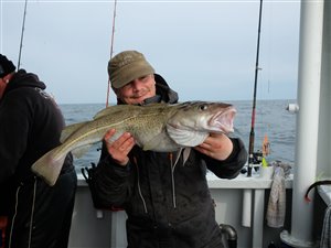 Torsk (Gadus morhua) - Fanget d. 8. maj 2023. torskefiskeri, blink, pilk, ophænger, blæksprutteforfang, nytårstorsk