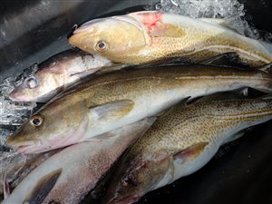 Torsk (Gadus morhua) - Fanget d. 19. august 2022. torskefiskeri, blink, pilk, ophænger, blæksprutteforfang, nytårstorsk