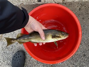 Torsk (Gadus morhua) - Fanget d. 24. juli 2022. torskefiskeri, blink, pilk, ophænger, blæksprutteforfang, nytårstorsk