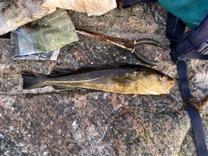 Torsk (Gadus morhua) - Fanget d. 17. august 2023. torskefiskeri, blink, pilk, ophænger, blæksprutteforfang, nytårstorsk