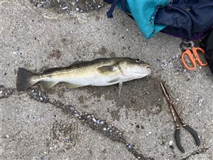 Torsk (Gadus morhua) - Fanget d. 15. juli 2023. torskefiskeri, blink, pilk, ophænger, blæksprutteforfang, nytårstorsk