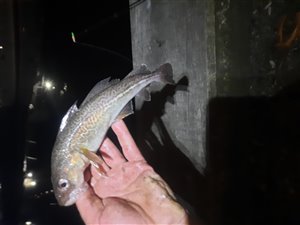 Torsk (Gadus morhua) - Fanget d. 22. april 2022. torskefiskeri, blink, pilk, ophænger, blæksprutteforfang, nytårstorsk