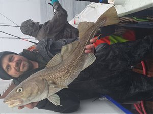 Torsk (Gadus morhua) - Fanget d. 30. marts 2024. torskefiskeri, blink, pilk, ophænger, blæksprutteforfang, nytårstorsk