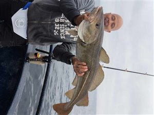 Torsk (Gadus morhua) - Fanget d. 24. maj 2024. torskefiskeri, blink, pilk, ophænger, blæksprutteforfang, nytårstorsk