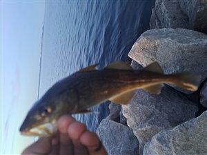 Torsk (Gadus morhua) - Fanget d. 8. juli 2023. torskefiskeri, blink, pilk, ophænger, blæksprutteforfang, nytårstorsk