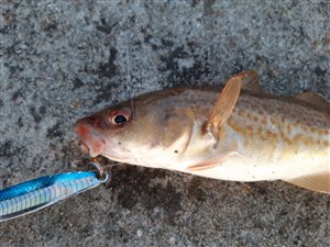 Torsk (Gadus morhua)  - Fanget d. 25. juni 2020.  torskefiskeri, blink, pilk, ophænger, blæksprutteforfang, nytårstorsk