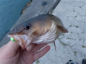 Torsk (Gadus morhua) - Fanget d. 14. juli 2023. torskefiskeri, blink, pilk, ophænger, blæksprutteforfang, nytårstorsk