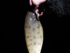 Tunge / søtunge (Solea solea) - Fanget d. 17. juli 2020. tungefiskeri, søtungefiskeri