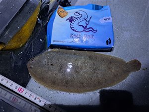 Tunge / søtunge (Solea solea) - Fanget d. 2. september 2023. tungefiskeri, søtungefiskeri