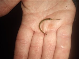 Ved Ringkøbing Fjord fangede jeg den efterfølgende dag denne lillebitte hornfisk med hånden. Der var en del af de små hornfisk i Ringkøbing Fjord.